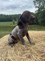 Roxi, a female German Shorthaired Pointer for sale in New Philadelphia, OH – 4 of 6