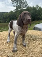 Maggie , a female German Shorthaired Pointer for sale in New Philadelphia, OH – 5 of 6