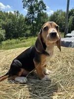 Sammy, a male Beagle for sale in New Philadelphia, OH – 6 of 6