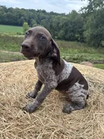 Roxi, a female German Shorthaired Pointer for sale in New Philadelphia, OH – 3 of 6