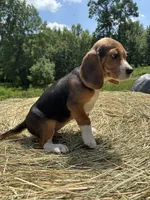 Stella, a female Beagle for sale in New Philadelphia, OH – 4 of 6
