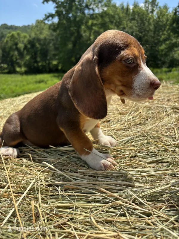 Macey – Beagle puppy for sale in New Philadelphia, OH
