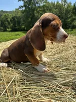Macey, a female Beagle for sale in New Philadelphia, OH – 1 of 6