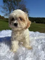 Blondie, a female Cavapoo for sale in New Philadelphia, OH – 2 of 7