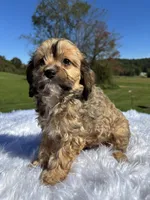 Kurby, a male Cavapoo for sale in New Philadelphia, OH – 2 of 6