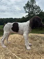 Nellie, a female German Shorthaired Pointer for sale in New Philadelphia, OH – 7 of 8