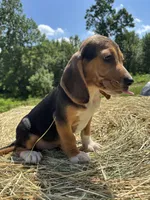 Sammy, a male Beagle for sale in New Philadelphia, OH – 2 of 6