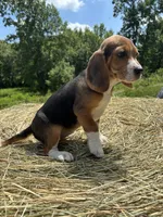 Stella, a female Beagle for sale in New Philadelphia, OH – 2 of 6