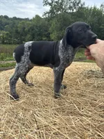 Black Pearl, a female German Shorthaired Pointer for sale in New Philadelphia, OH – 5 of 7