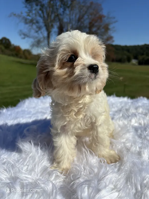 Blondie – Cavapoo puppy for sale in New Philadelphia, OH