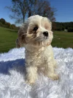 Blondie, a female Cavapoo for sale in New Philadelphia, OH – 1 of 7
