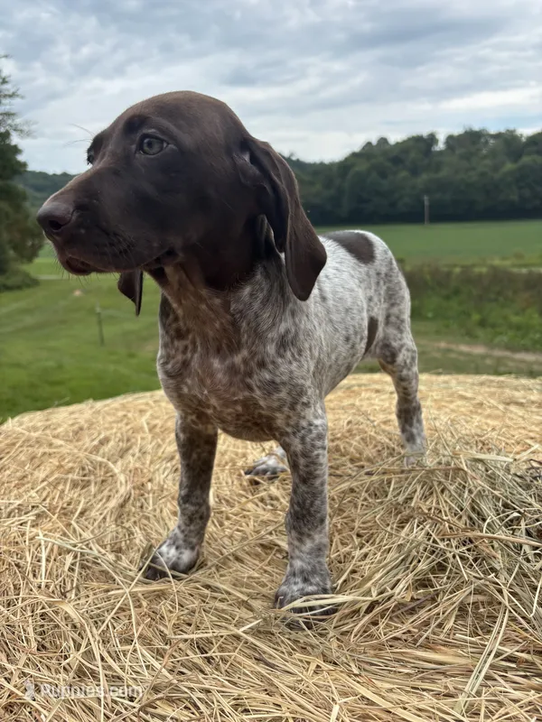 Maggie  – German Shorthaired Pointer puppy for sale in New Philadelphia, OH