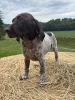 Maggie , a female German Shorthaired Pointer for sale in New Philadelphia, OH – 1 of 6