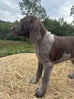 Tonka, a male German Shorthaired Pointer for sale in New Philadelphia, OH – 4 of 7