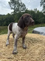 Maggie , a female German Shorthaired Pointer for sale in New Philadelphia, OH – 2 of 6