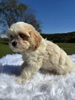 Blondie, a female Cavapoo for sale in New Philadelphia, OH – 6 of 7