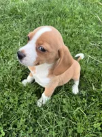 Goldie, a female Beagle for sale in New Philadelphia, OH – Photo 2 of 4