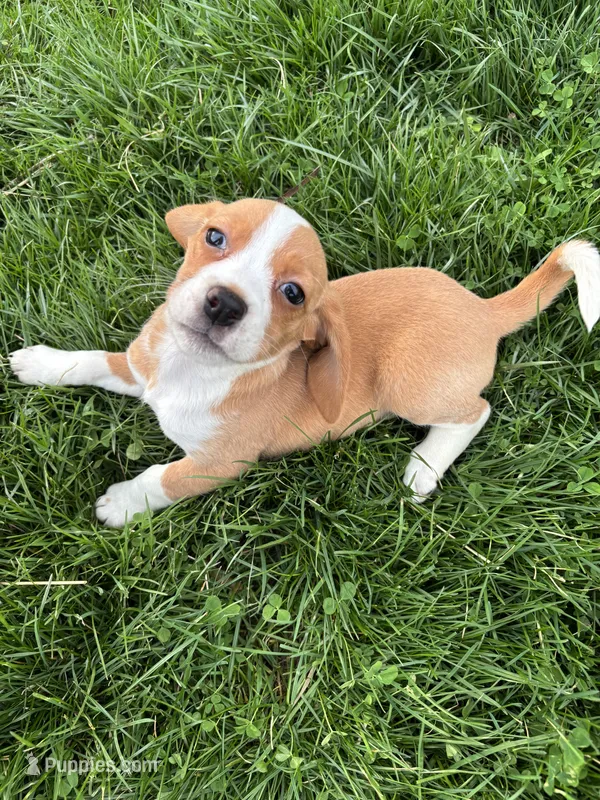 Goldie, a female Beagle for sale in New Philadelphia, OH – Photo 1 of 4