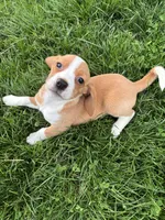 Goldie, a female Beagle for sale in New Philadelphia, OH – Photo 1 of 4