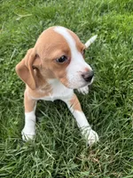 Goldie, a female Beagle for sale in New Philadelphia, OH – Photo 3 of 4