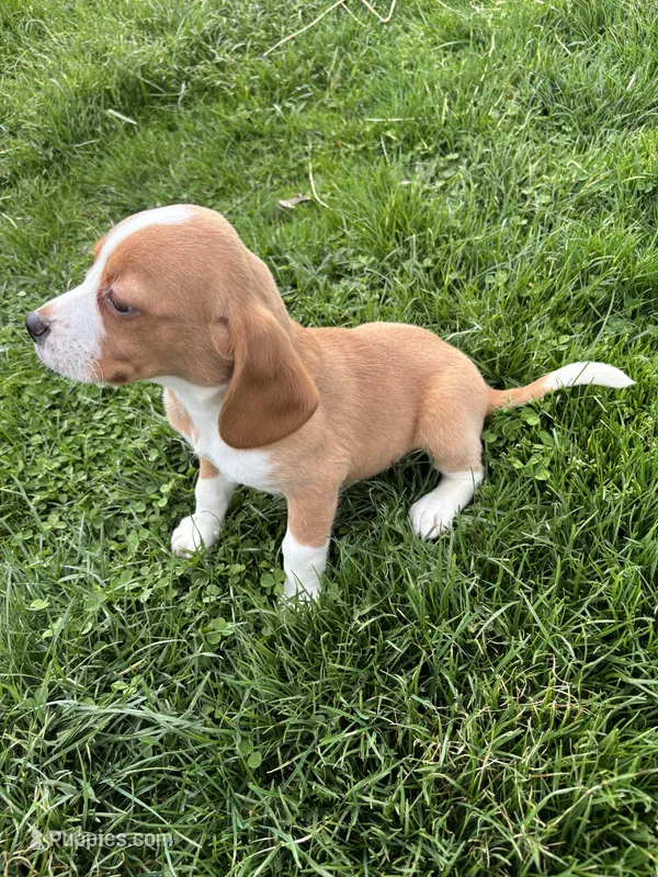 Goldie – Beagle puppy for sale in New Philadelphia, OH