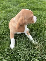 Goldie, a female Beagle for sale in New Philadelphia, OH – Photo 4 of 4