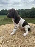 Nellie, a female German Shorthaired Pointer for sale in New Philadelphia, OH – 6 of 8