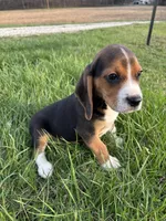 Tony, a male Beagle for sale in New Philadelphia, OH – Photo 6 of 7