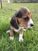 Tony, a male Beagle for sale in New Philadelphia, OH – Photo 7 of 7