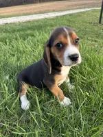 Tony, a male Beagle for sale in New Philadelphia, OH – Photo 4 of 7