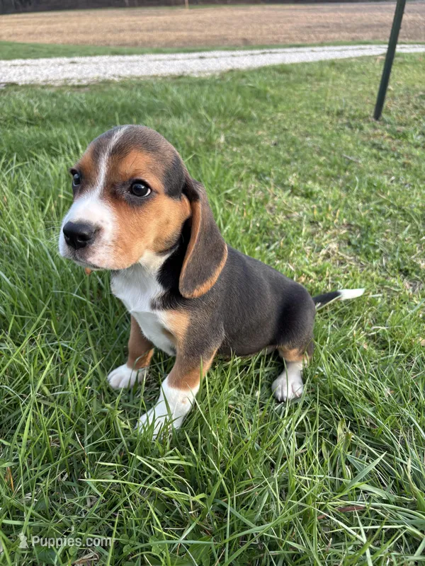 Tony – Beagle puppy for sale in New Philadelphia, OH