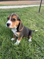 Tony, a male Beagle for sale in New Philadelphia, OH – Photo 1 of 7