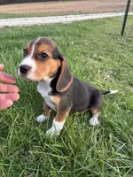 Tony, a male Beagle for sale in New Philadelphia, OH – Photo 2 of 7