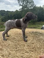 Tonka, a male German Shorthaired Pointer for sale in New Philadelphia, OH – 5 of 7