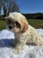 Blondie, a female Cavapoo for sale in New Philadelphia, OH – 5 of 7