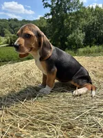 Sammy, a male Beagle for sale in New Philadelphia, OH – 5 of 6