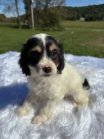 Tri colored Stella, a female Cavapoo for sale in New Philadelphia, OH – 5 of 8
