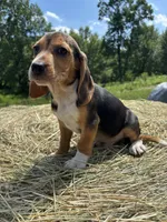 Sammy, a male Beagle for sale in New Philadelphia, OH – 1 of 6
