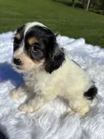 Tri colored Stella, a female Cavapoo for sale in New Philadelphia, OH – 3 of 8