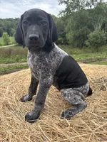 Black Pearl, a female German Shorthaired Pointer for sale in New Philadelphia, OH – 4 of 7