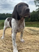 Stella, a female German Shorthaired Pointer for sale in New Philadelphia, OH – 4 of 8