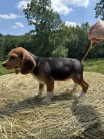 Stella, a female Beagle for sale in New Philadelphia, OH – 3 of 6