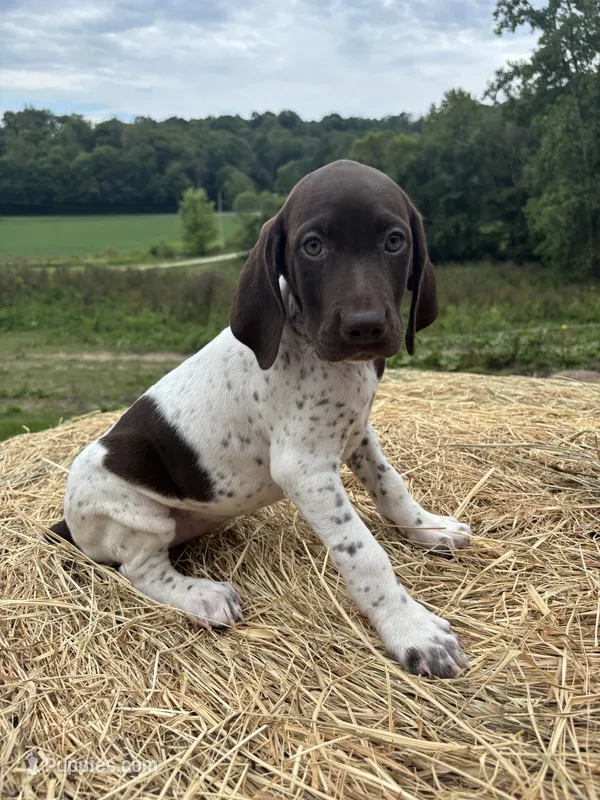 Nellie – German Shorthaired Pointer puppy for sale in New Philadelphia, OH