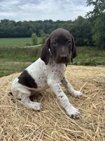 Nellie, a female German Shorthaired Pointer for sale in New Philadelphia, OH – 1 of 8