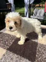 Lucy, a female Schnoodle for sale in New Philadelphia, OH – 5 of 6