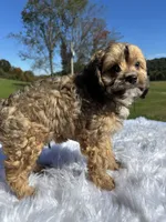 Kurby, a male Cavapoo for sale in New Philadelphia, OH – 5 of 6