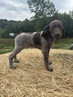Tonka, a male German Shorthaired Pointer for sale in New Philadelphia, OH – 2 of 7