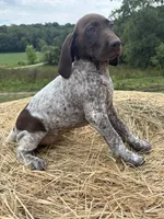Maggie , a female German Shorthaired Pointer for sale in New Philadelphia, OH – 4 of 6