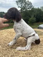 Stella, a female German Shorthaired Pointer for sale in New Philadelphia, OH – 7 of 8