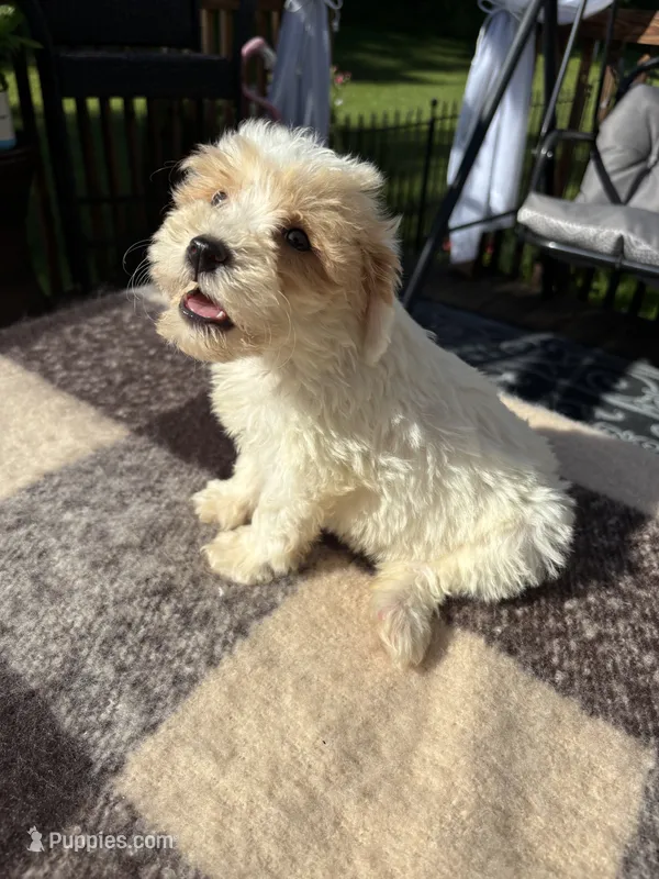 Lucy – Schnoodle puppy for sale in New Philadelphia, OH